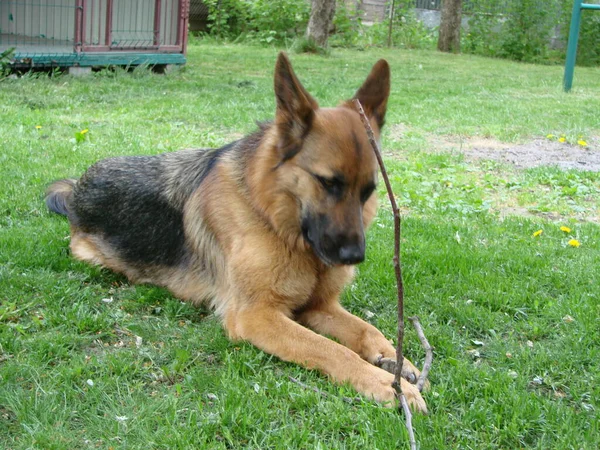 Close German Shepherd Dog Intelligent Eyes Tongue Hanging Out Dog — Stock Fotó