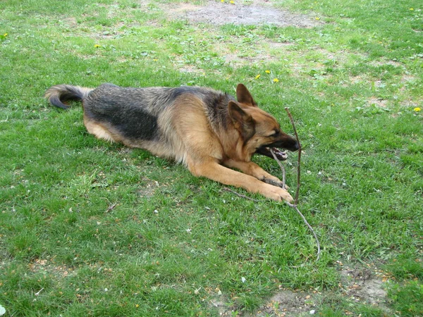 Close German Shepherd Dog Intelligent Eyes Tongue Hanging Out Dog — ストック写真