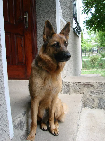 Close German Shepherd Dog Intelligent Eyes Tongue Hanging Out Dog — 图库照片