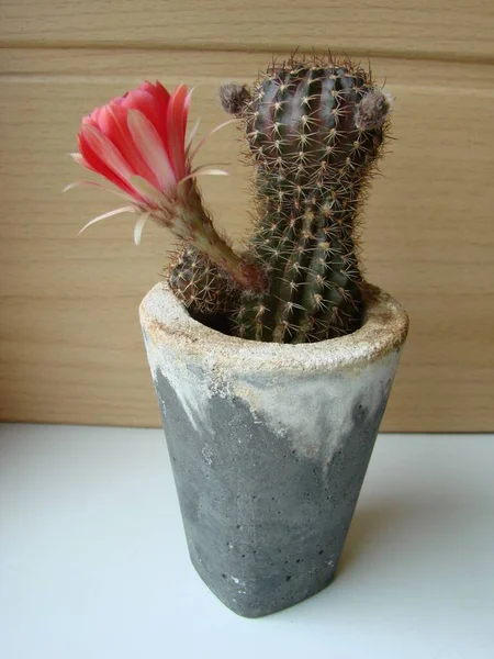 Large Red Bloom Hedgehog Cactus Pot Home Three Flowers Same — 스톡 사진