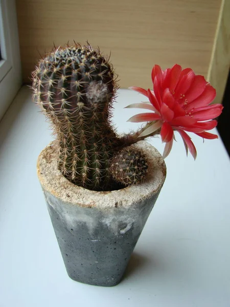 Large Red Bloom Hedgehog Cactus Pot Home Three Flowers Same — 스톡 사진