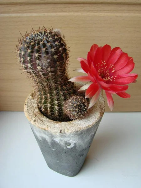 Large Red Bloom Hedgehog Cactus Pot Home Three Flowers Same — 스톡 사진