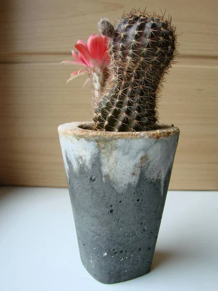 Large Red Bloom Hedgehog Cactus Pot Home Three Flowers Same — Stock Photo, Image