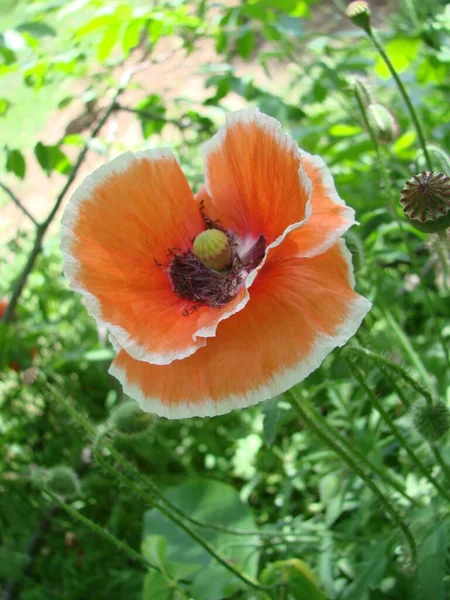 Red Poppy Flowers Wheat Fields Background Common Poppy Papaver Rhoeas — Foto de Stock