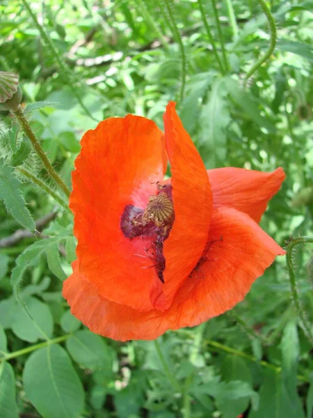 Red Poppy Flowers Wheat Fields Background Common Poppy Papaver Rhoeas —  Fotos de Stock