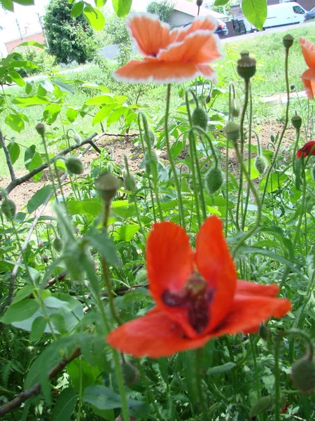Red Poppy Flowers Wheat Fields Background Common Poppy Papaver Rhoeas — 图库照片