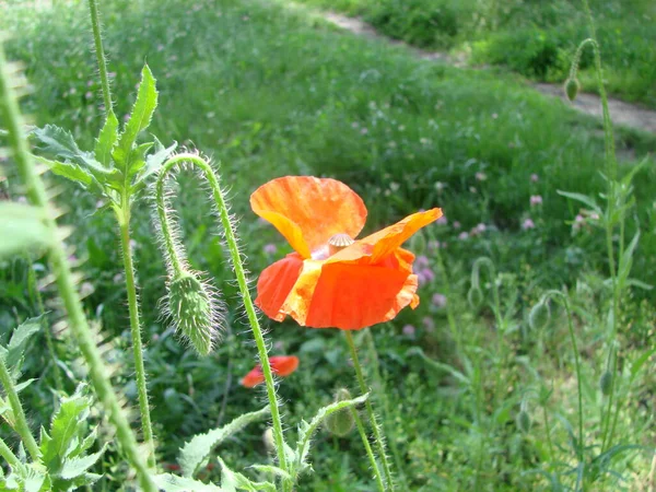 Red Poppy Flowers Wheat Fields Background Common Poppy Papaver Rhoeas — Foto de Stock