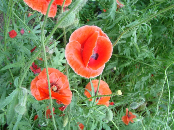 Red Poppy Flowers Wheat Fields Background Common Poppy Papaver Rhoeas — Stockfoto