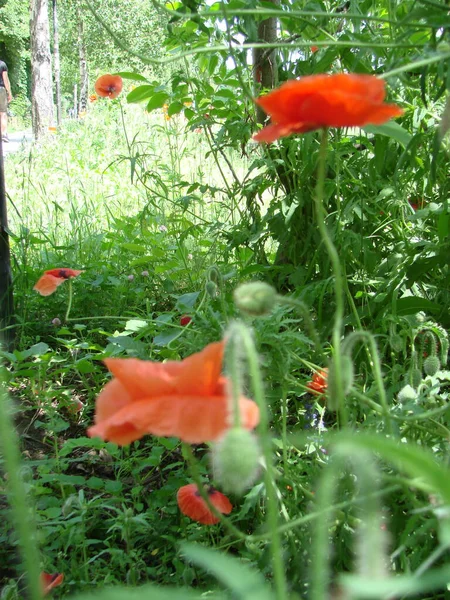 Red Poppy Flowers Wheat Fields Background Common Poppy Papaver Rhoeas — Stockfoto