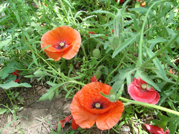 Red Poppy Flowers Wheat Fields Background Common Poppy Papaver Rhoeas — Stockfoto