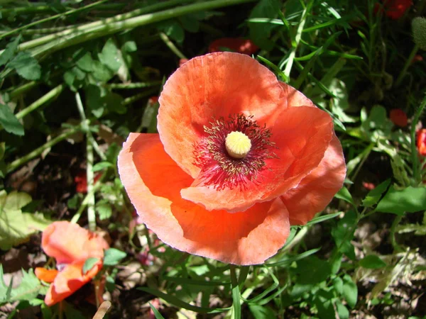 Red Poppy Flowers Wheat Fields Background Common Poppy Papaver Rhoeas — ストック写真