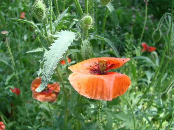 Red Poppy Flowers Wheat Fields Background Common Poppy Papaver Rhoeas — 스톡 사진