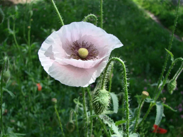 Red Poppy Flowers Wheat Fields Background Common Poppy Papaver Rhoeas — 스톡 사진