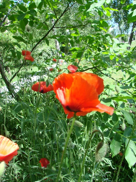Red Poppy Flowers Wheat Fields Background Common Poppy Papaver Rhoeas — Foto de Stock