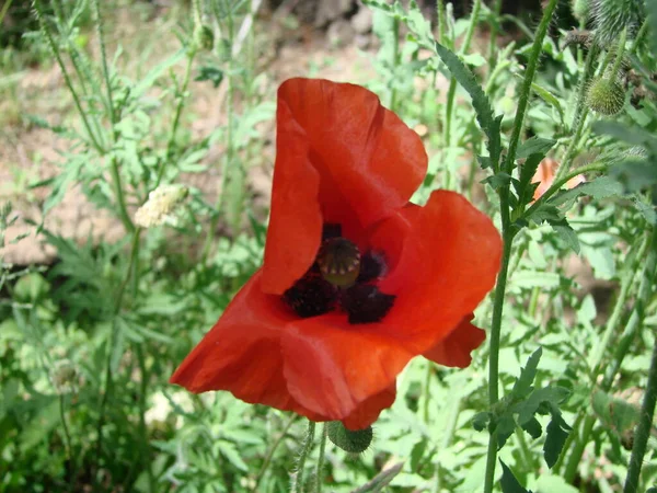 Red Poppy Flowers Wheat Fields Background Common Poppy Papaver Rhoeas — Stock Fotó