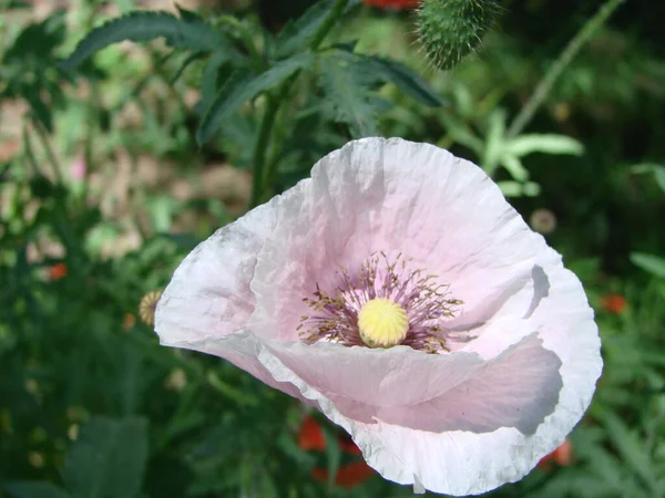 Red Poppy Flowers Wheat Fields Background Common Poppy Papaver Rhoeas — 스톡 사진