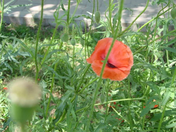 Red Poppy Flowers Wheat Fields Background Common Poppy Papaver Rhoeas — Foto de Stock