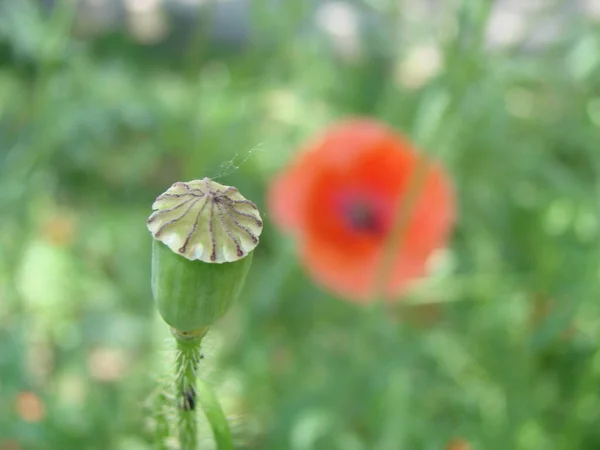 Red Poppy Flowers Wheat Fields Background Common Poppy Papaver Rhoeas — Stock fotografie