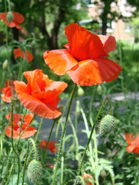 Red Poppy Flowers Wheat Fields Background Common Poppy Papaver Rhoeas — Φωτογραφία Αρχείου