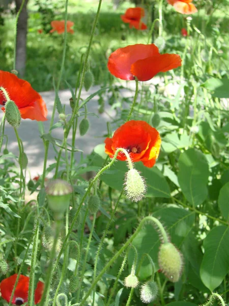 Red Poppy Flowers Wheat Fields Background Common Poppy Papaver Rhoeas — Stockfoto