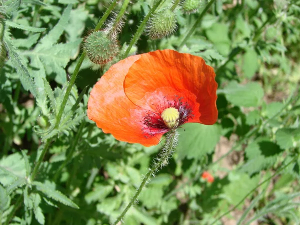 Red Poppy Flowers Wheat Fields Background Common Poppy Papaver Rhoeas — ストック写真