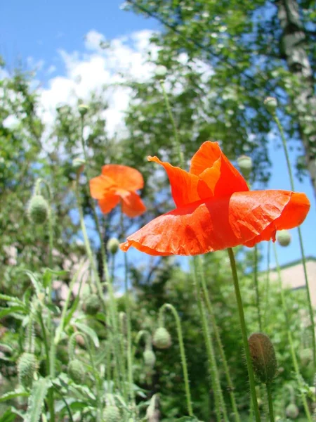 Red Poppy Flowers Wheat Fields Background Common Poppy Papaver Rhoeas — Photo