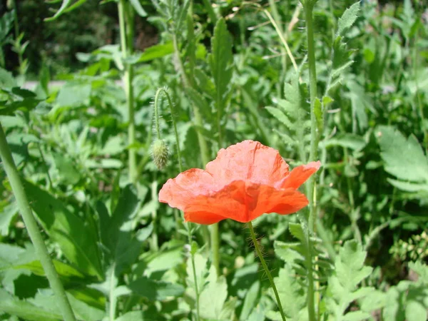 Red Poppy Flowers Wheat Fields Background Common Poppy Papaver Rhoeas —  Fotos de Stock