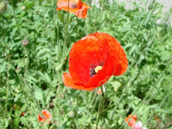 Red Poppy Flowers Wheat Fields Background Common Poppy Papaver Rhoeas — стоковое фото