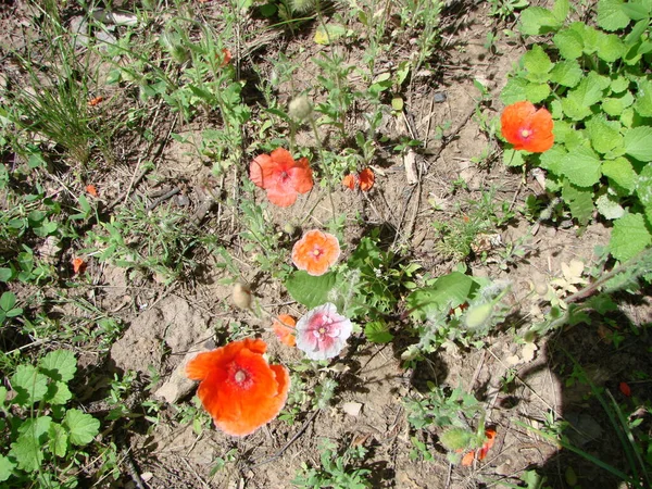 Red Poppy Flowers Wheat Fields Background Common Poppy Papaver Rhoeas — Stockfoto