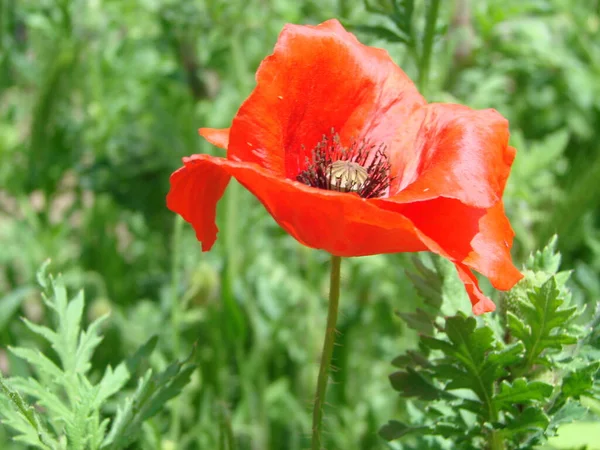 Red Poppy Flowers Wheat Fields Background Common Poppy Papaver Rhoeas — 스톡 사진