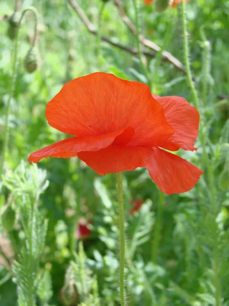 Red Poppy Flowers Wheat Fields Background Common Poppy Papaver Rhoeas — ストック写真