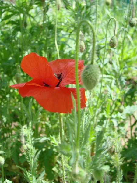 Red Poppy Flowers Wheat Fields Background Common Poppy Papaver Rhoeas — Stock Photo, Image
