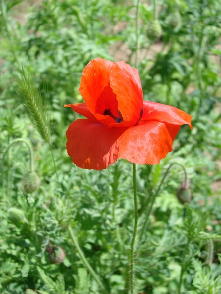 Red Poppy Flowers Wheat Fields Background Common Poppy Papaver Rhoeas — 스톡 사진