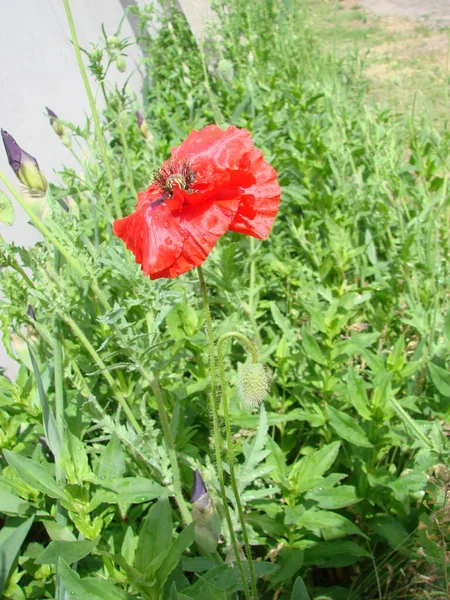 Red Poppy Flowers Wheat Fields Background Common Poppy Papaver Rhoeas — Stock Photo, Image