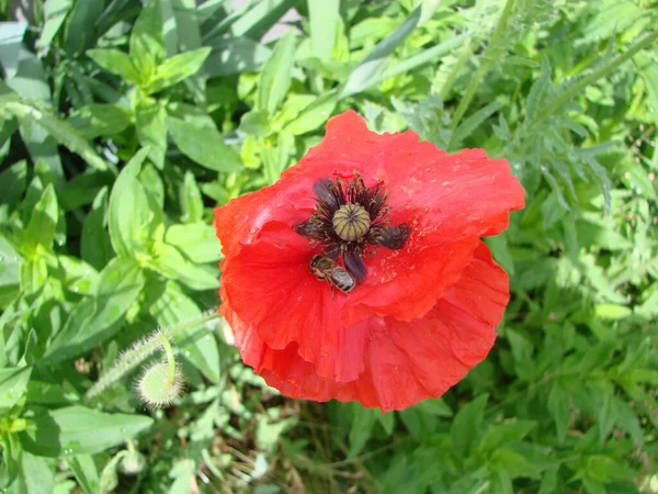 Red Poppy Flowers Wheat Fields Background Common Poppy Papaver Rhoeas — Foto de Stock