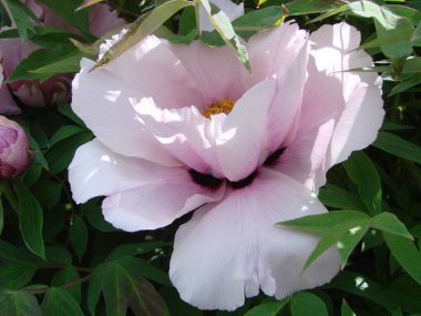 Tree peony, Pink Peony flower, Paeonia suffruticosa in park. Head of a pale pink peony flower. Natural green background