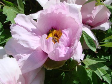 Tree peony, Pink Peony flower, Paeonia suffruticosa in park. Head of a pale pink peony flower. Natural green background