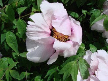 Tree peony, Pink Peony flower, Paeonia suffruticosa in park. Head of a pale pink peony flower. Natural green background