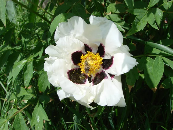 Tree peony, Peony flower, Paeonia suffruticosa in park. Head of a pale pink peony flower. Natural green background