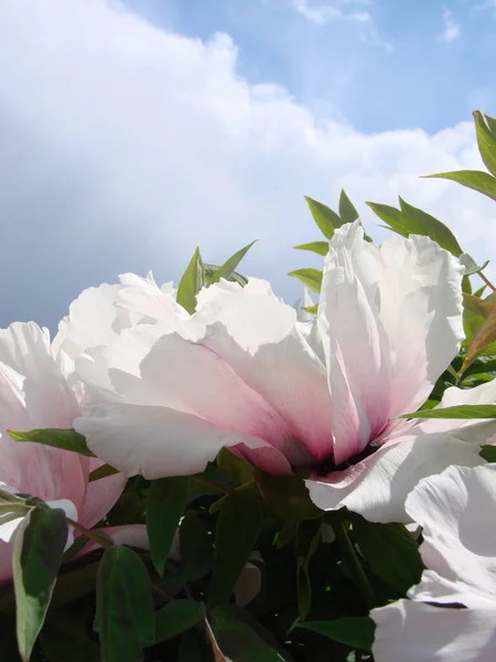 Tree peony, Pink Peony flower, Paeonia suffruticosa in park. Head of a pale pink peony flower. Natural green background