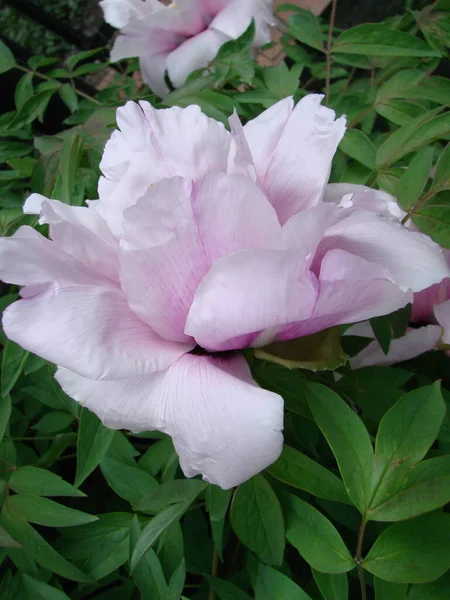 Tree peony, Pink Peony flower, Paeonia suffruticosa in park. Head of a pale pink peony flower. Natural green background