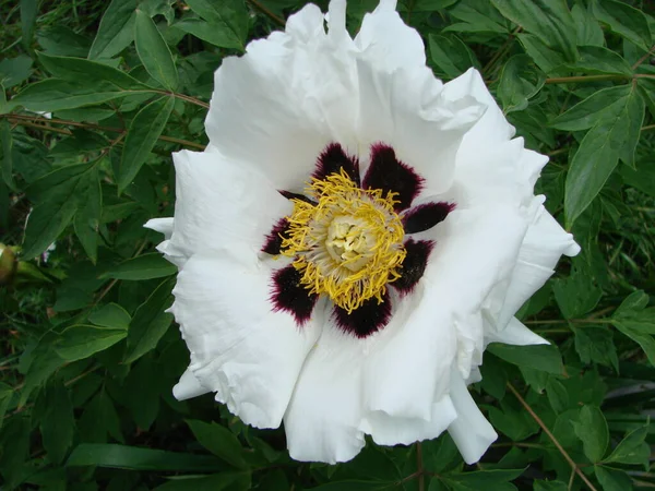 Tree peony, Peony flower, Paeonia suffruticosa in park. Head of a pale pink peony flower. Natural green background