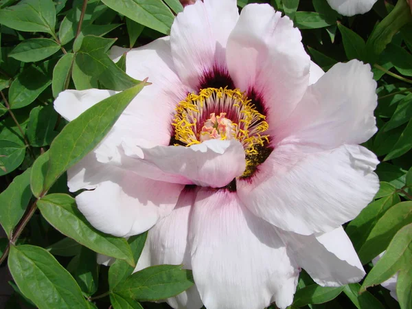 Tree peony, Pink Peony flower, Paeonia suffruticosa in park. Head of a pale pink peony flower. Natural green background