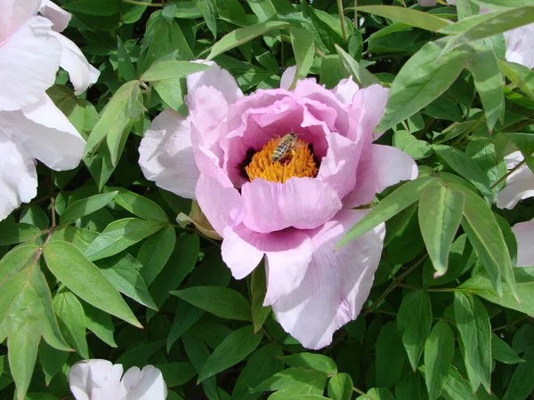 Tree peony, Pink Peony flower, Paeonia suffruticosa in park. Head of a pale pink peony flower. Natural green background