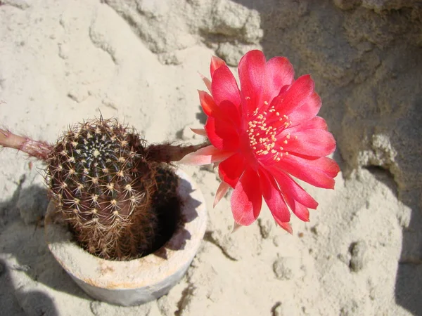 Large Red Bloom Hedgehog Cactus Pot Two Flowers Same Time — Fotografia de Stock