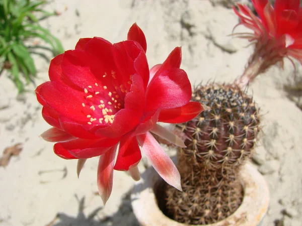 Large Red Bloom Hedgehog Cactus Pot Two Flowers Same Time — Fotografia de Stock