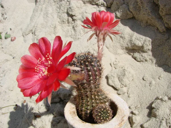 Large Red Bloom Hedgehog Cactus Pot Two Flowers Same Time — 스톡 사진