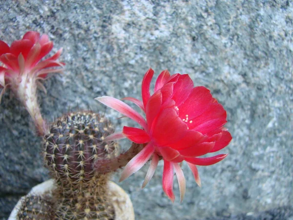 Large Red Bloom Hedgehog Cactus Pot Two Flowers Same Time — Fotografia de Stock