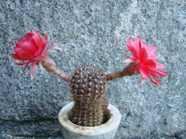 Large Red Bloom Hedgehog Cactus Pot Two Flowers Same Time — Photo