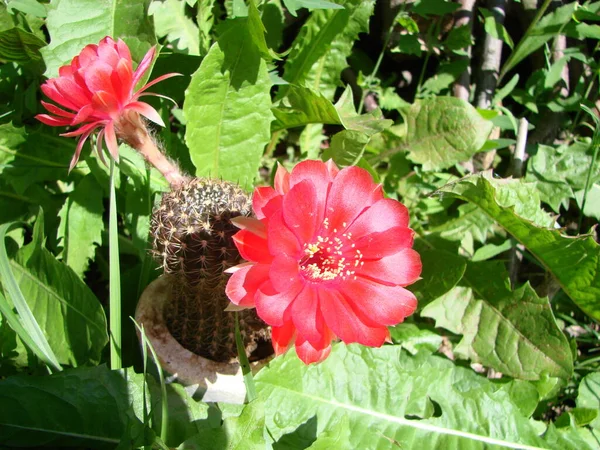 Велика Червона Квітка Їжаковій Кактусі Горщику Дві Квітки Одночасно Квітуча — стокове фото
